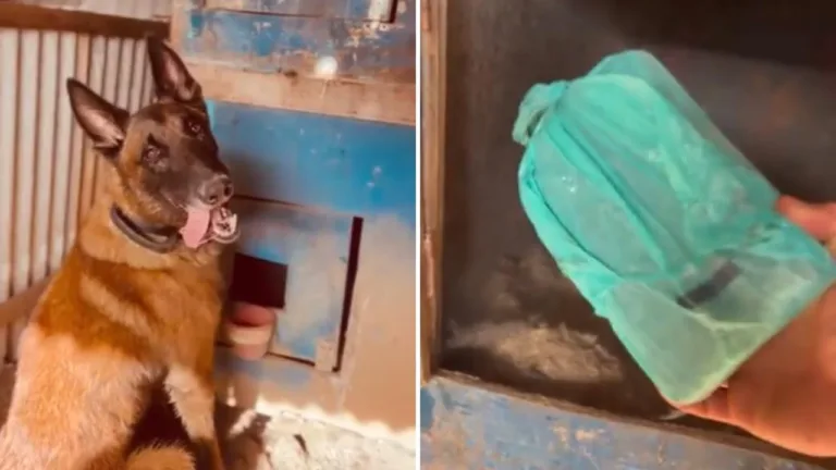 VÍDEO: Cão farejador da polícia encontra maconha enterrada em galinheiro