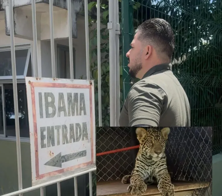 Exclusivo: onça Golias é transferida para zoológico de Brasília e Ibama fechado no horário de expediente, denuncia protetor Amauri Gomes