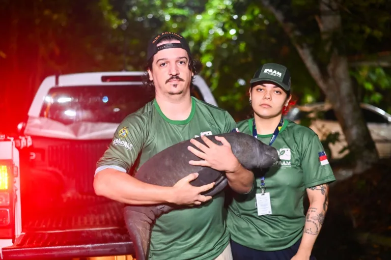Filhote de peixe-boi é resgatado em Nova Olinda do Norte e levado para instituto em Manaus  