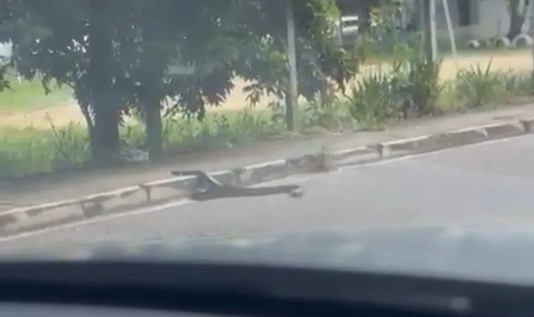 VÍDEO: Cobra é flagrada atravessando avenida na zona Centro-sul de Manaus