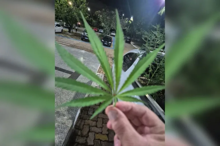 VÍDEO: Agrônomo é preso após plantar maconha entre pés de mandiocas no DF