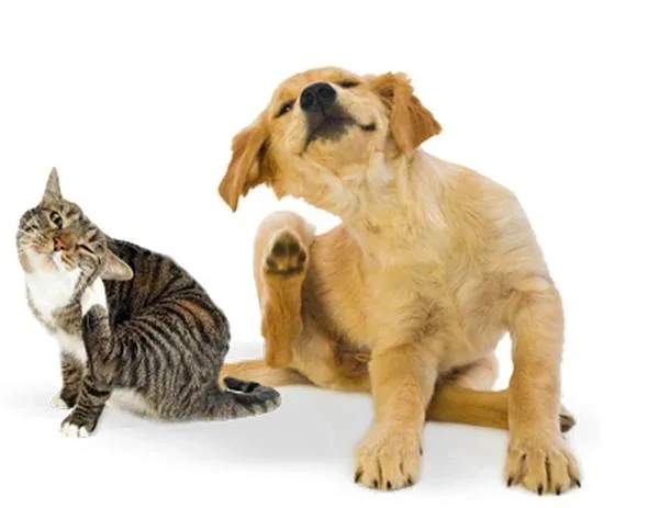 Coceira em pets: Conheça as principais causas e como prevenir
