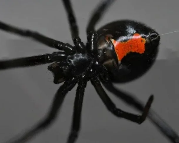 Conheça as aranhas mais temidas no país - (Foto: Freepik).