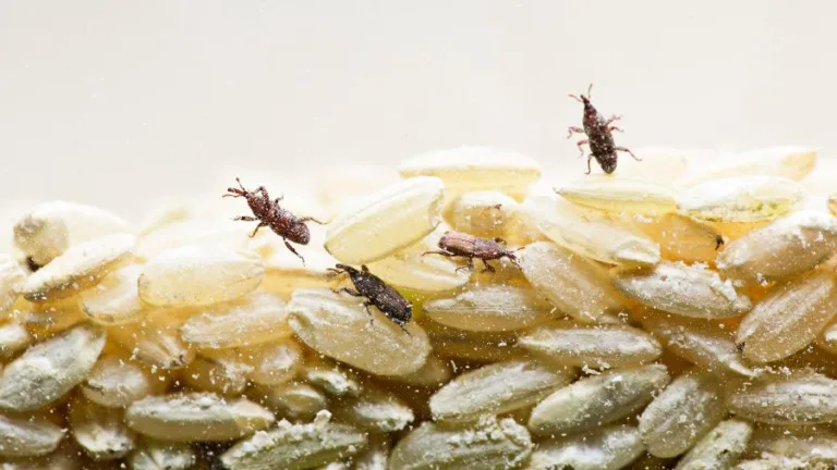 “Bichinhos do arroz”? Saiba como evitar infestação de traças nos alimentos