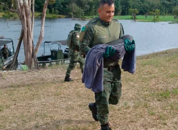 Filhote de peixe-boi é resgatado em comunidade ribeirinha no Amazonas