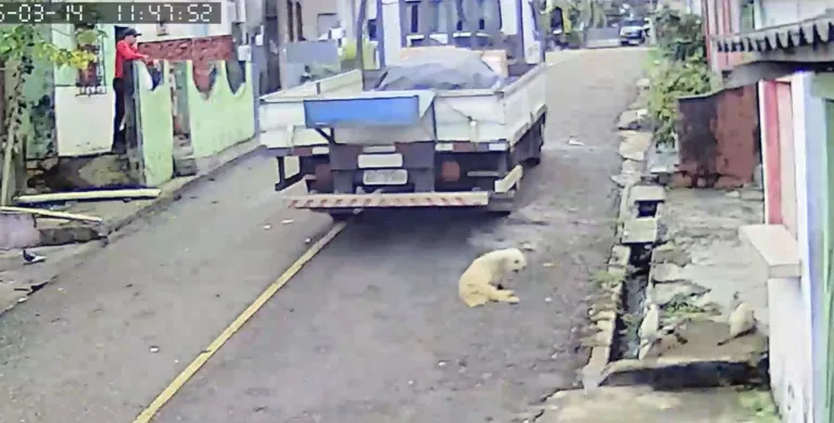 VÍDEO: Cachorro morre após ser atropelado em Manacapuru por caminhão