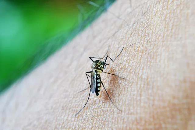 Amazonas registra queda de 51% nos casos de dengue nos 2 primeiros meses de 2025