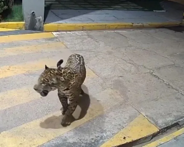 Onça aparece em frente a condomínio