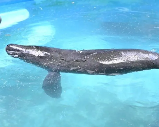 Peixe-boi foi resgatado no interior do Amazonas