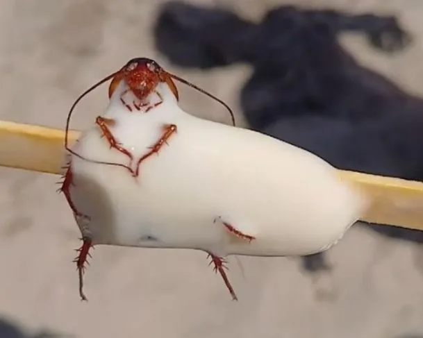 Barata estava dentro do doce