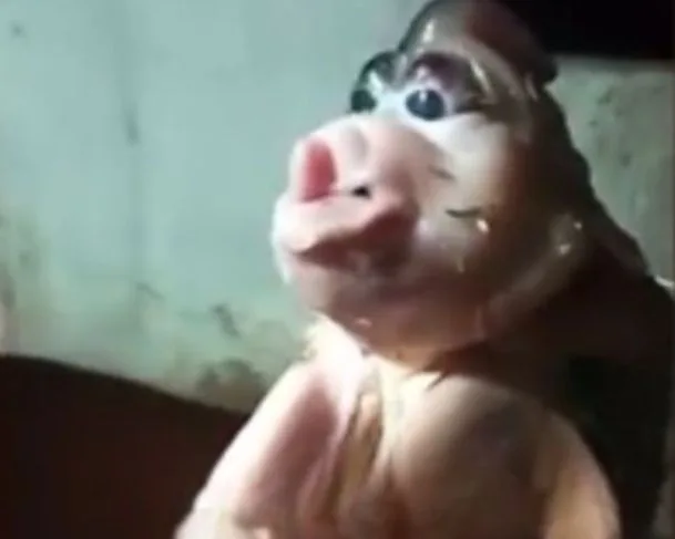 Filhote de porco nasce deformado