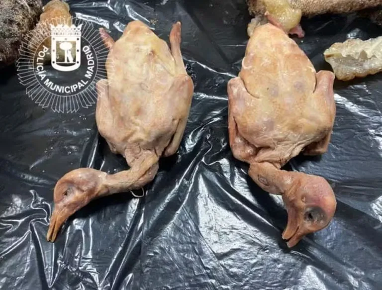 "Restaurante do terror", que vendia pombo como se fosse pato e carne podre, é fechado na Espanha
