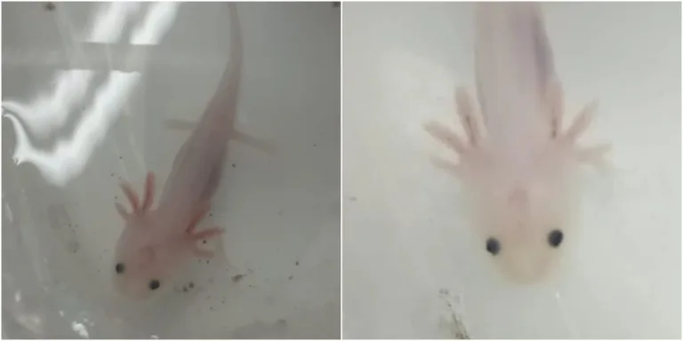 VÍDEO: Axolotes são apreendidos em agência dos Correios em Manaus; entenda comércio ilegal do anfíbio