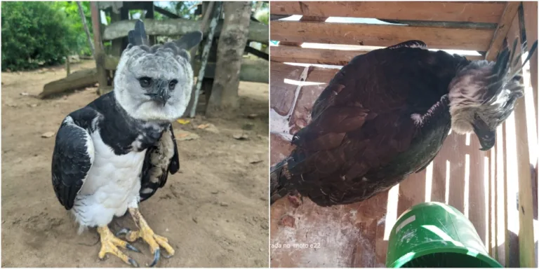 VÍDEO: Gavião-real é resgatado pelo Ibama em Barreirinha: Ave estava com pata fraturada