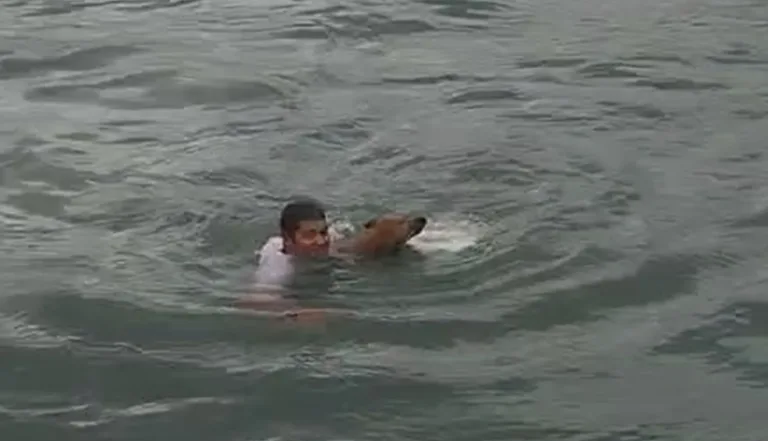 VÍDEO: Cachorro à deriva é resgatado no mar no litoral Norte de SP