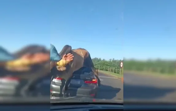 VÍDEO: Touro destrói BMW de R$ 380 mil em SP