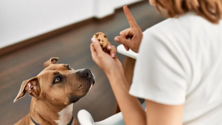 Especialista aponta 5 alimentos que podem ser fatais para o seu cachorro: Confira