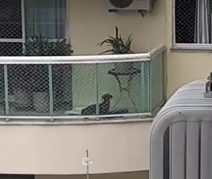 VÍDEO: Advogada espanca cadela com vassouradas em varanda de apartamento