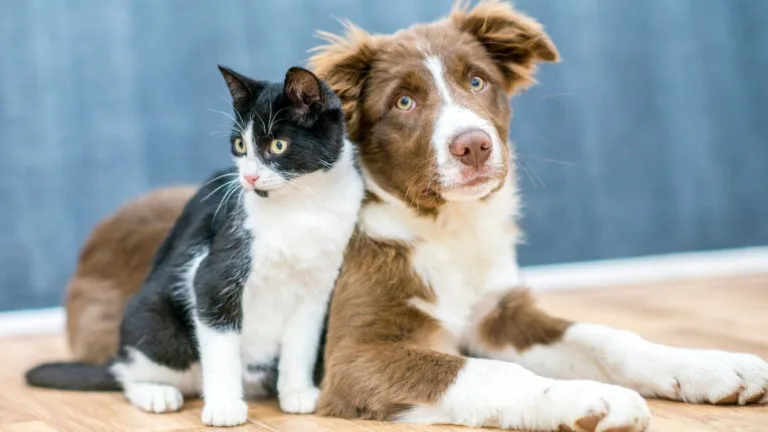 Pets, cães, gatos, cachorro, gato
