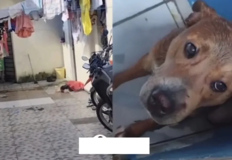 Cachorro é brutalmente agredido no Tarumã e resgatado pelas autoridades em Manaus