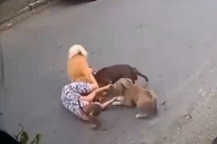 VÍDEO: Grávida de 7 meses é derurbada ao defender cachorro de ataque de cães