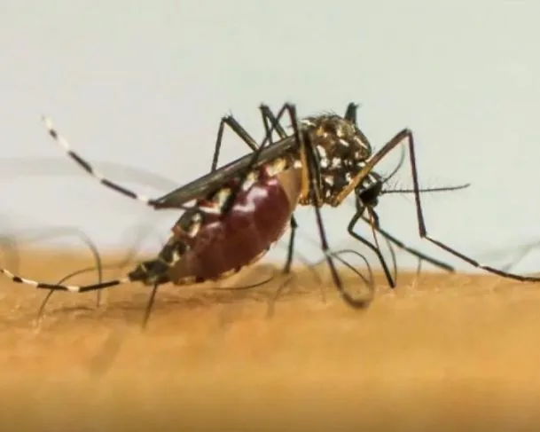 Casos de dengue no Brasil - (Foto: arquivo/Agência Brasil).