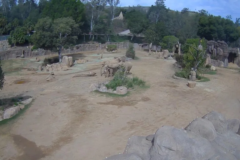 VÍDEO: Elefantes são filmados fazendo um círculo para proteger filhotes durante território
