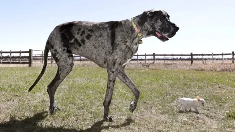 Guinness promove encontro do maior cachorro do mundo e o menor cãozinho vivo, nos EUA