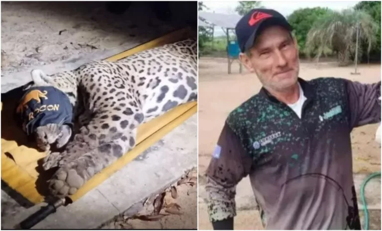 Onça que matou caseiro é capturada no Pantanal; macho tem 94 kg