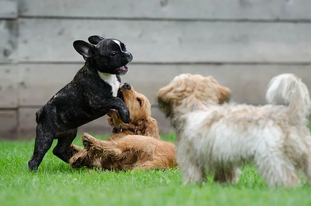 'Dia Bom pra Cachorro' terá atividades para pets neste domingo; confira programação