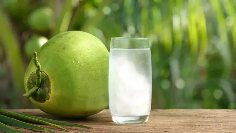 Água de coco: veja os benefícios de consumir bebida na dieta