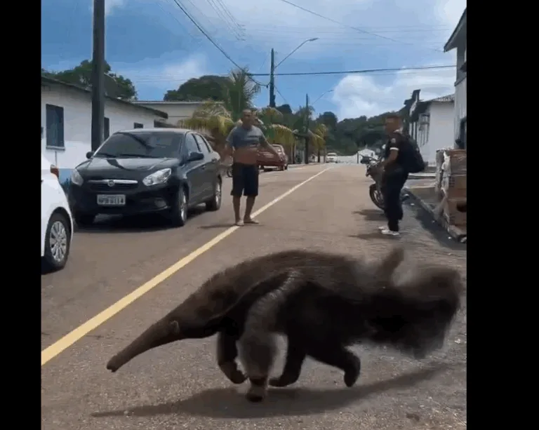 Tamanduá-bandeira é resgatado após "passear" pelas ruas de Silves, no Amazonas