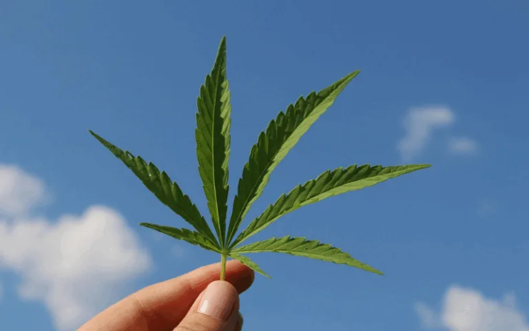 Uso recreativo da maconha pode se tornar proibido - (Foto: Banco de imagens/Pixabay).