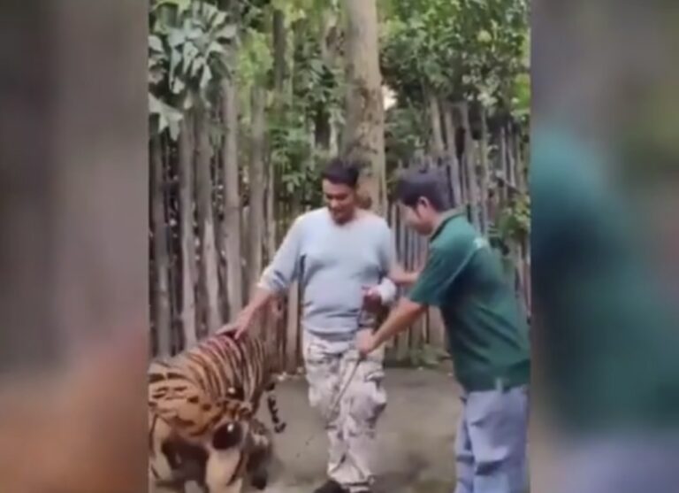 Turista é atacado por tigre ao tentar tirar selfie na Tailândia