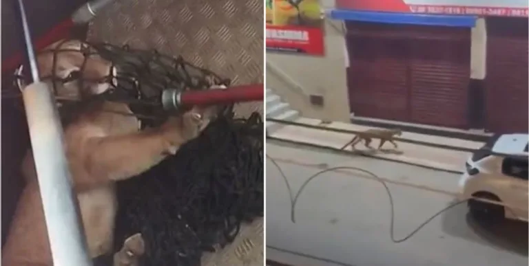 VÍDEO: Onça passeia por rua comercial e se esconde em garagem de casa no Espírito Santo