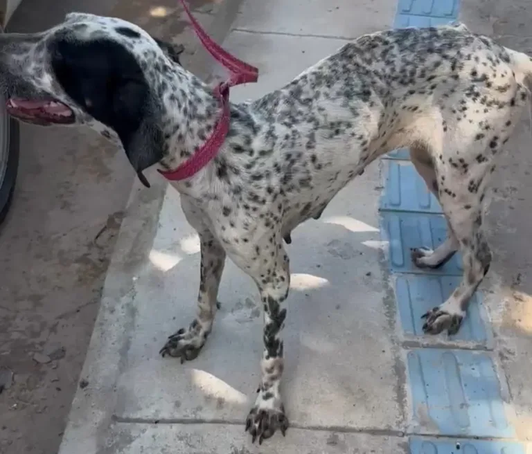 Dono de cadela é preso por deixá-la acorrentada e sem comida em Iranduba - (Foto: Divulgação/PC-AM).