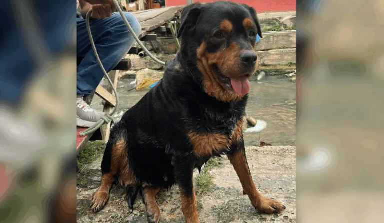 Cachorro é resgatado de igarapé na zona sul de Manaus e moradores procuram pelo tutor