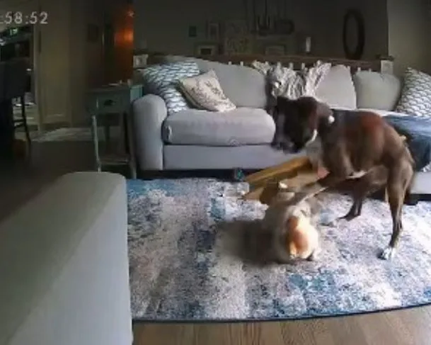 Cão salva cuida de companheiro durante convusão