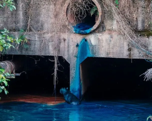 Animais ficaram azuis após desastre natural