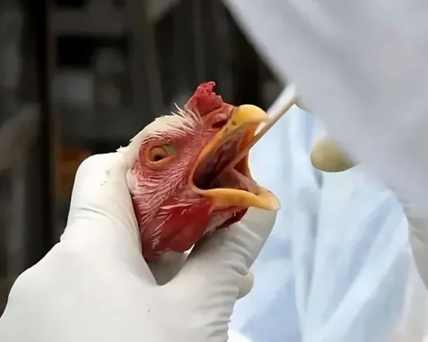 Novo caso de gripe aviária foi confirmado no Brasil
