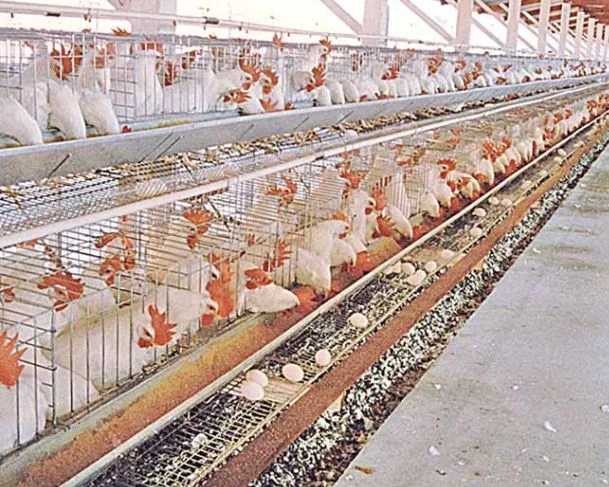 Argentine suspende importação de frango
