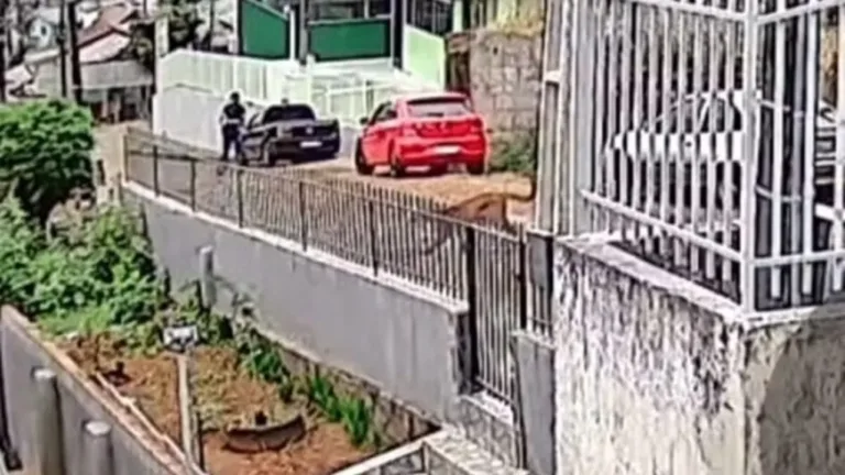 Jovem dá de cara com onça-parda em rua no interior de Santa Catarina