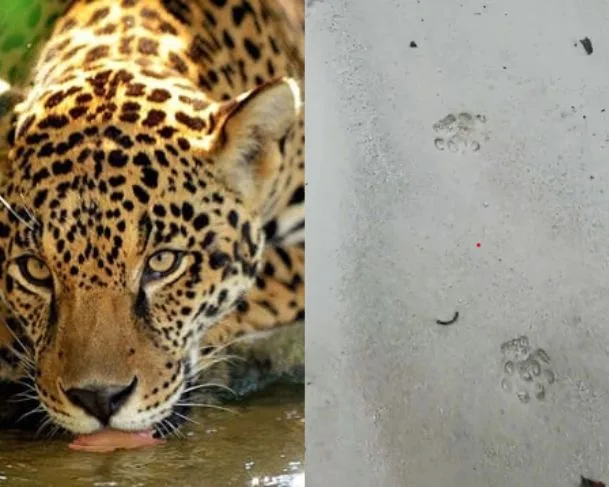 Onça e filhote fazem cachoeira ser interditada