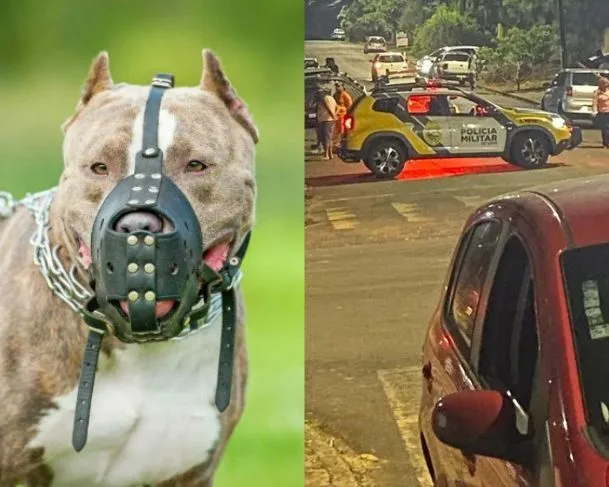 Criança é atacada por pitbull