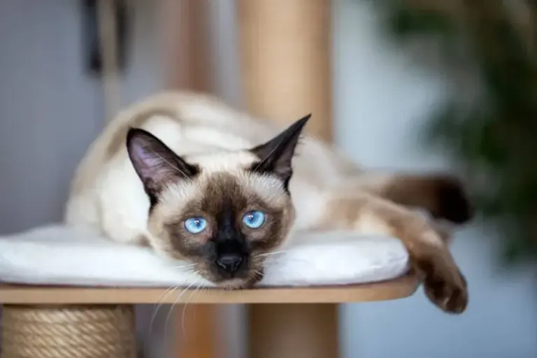 Gatos reconhecem os donos pelo cheiro - (Foto: Divulgação).