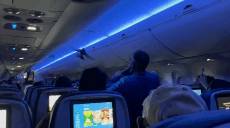 VÍDEO: Pombos invadem aeronave nos EUA e causam confusão