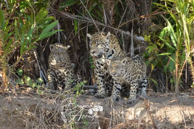 VÍDEO IMPRESSIONANTE: Onça é flagrada arrastando boi pela correnteza em rio no Pantanal