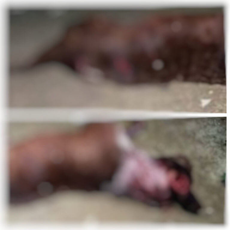 Homem mata Pitbull a terçadadas durante ataque a cachorro em Manaus