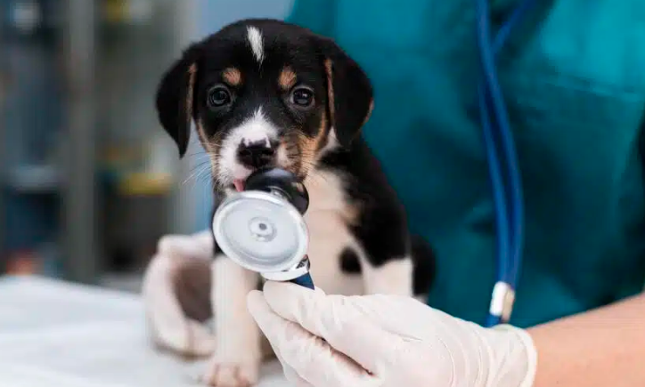 Conselho de Medicina Veterinária abre concurso com salários de até R$ 11 mil