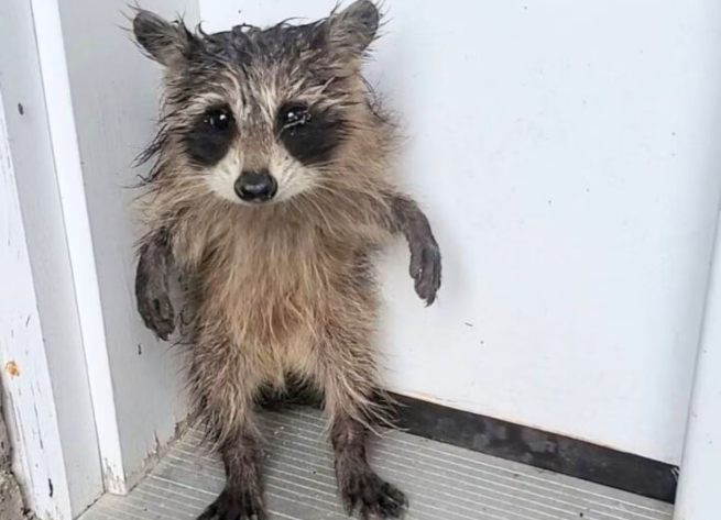 Filhotes de guaxinim e marmota são resgatados por agentes de controle animal em Massachusetts